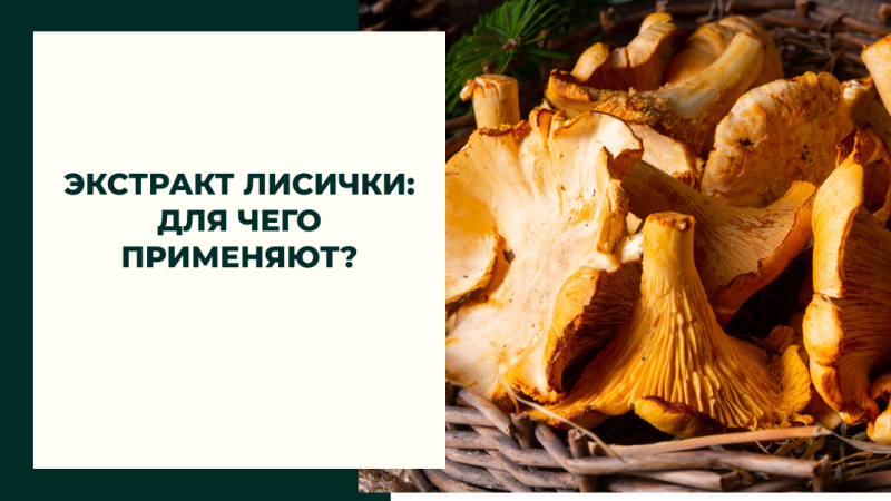 Экстракт лисички: для чего применяют?