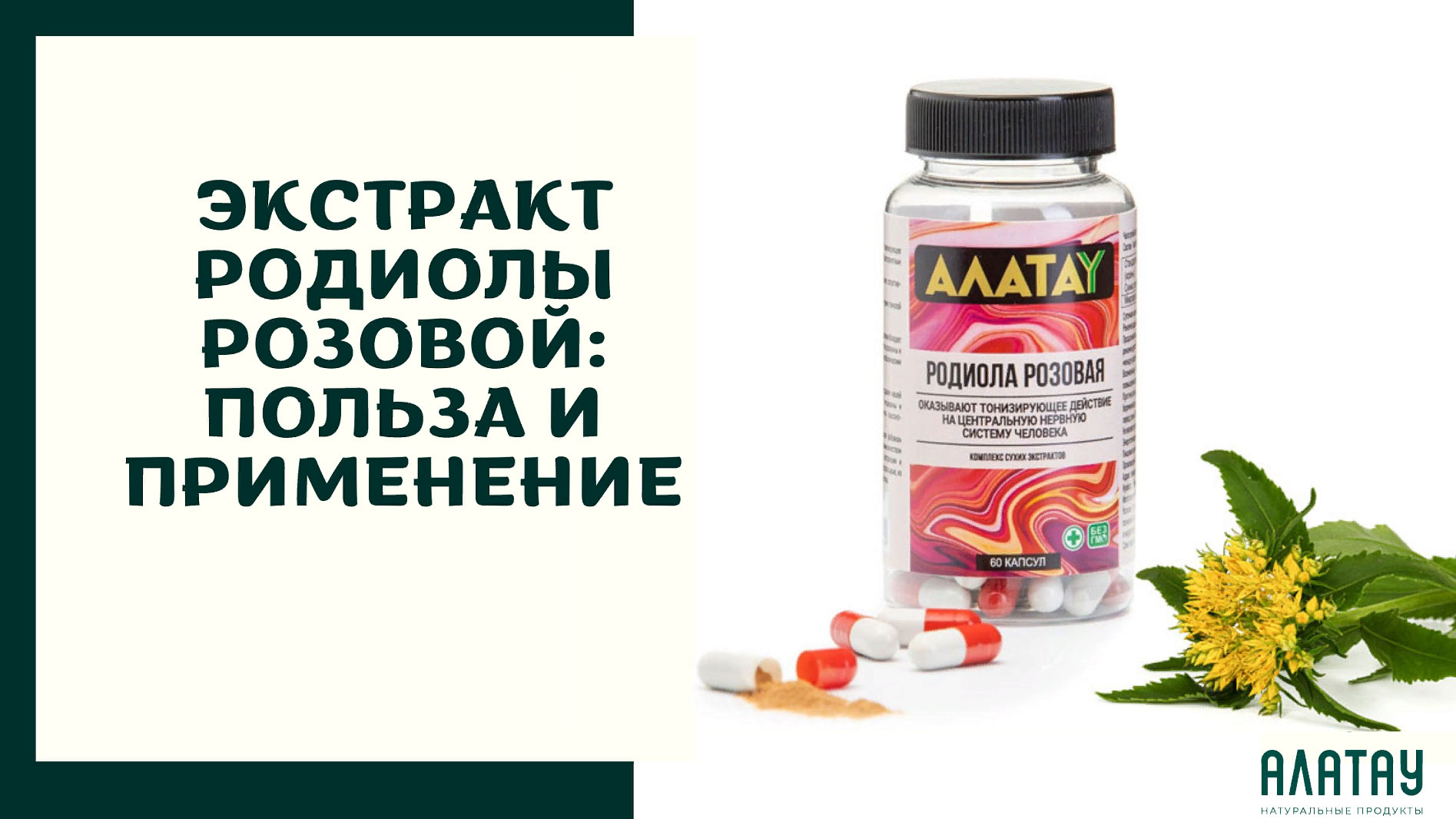 Экстракт родиолы розовой: польза и применение